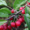 Fruit de MALUS ‘Evereste’