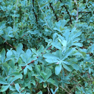 Feuillage bleu du BERBERIS temolaica