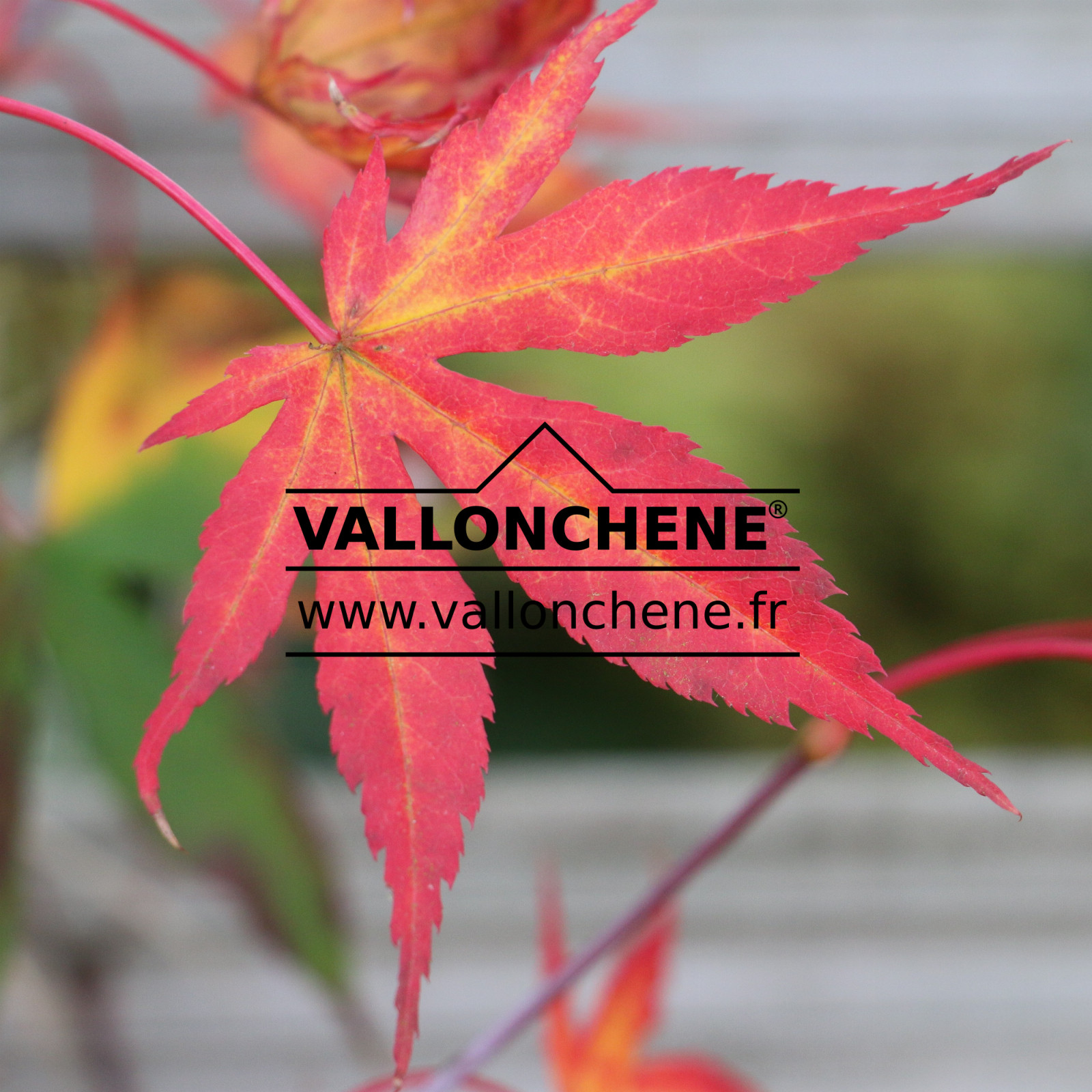 ACER palmatum ‚Lucky Star‘ en Octobre