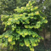 CERCIS canadensis ‚The Rising Sun‘ au jardin de Vallonchêne