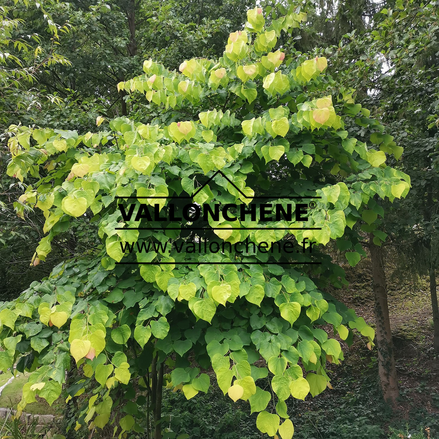 CERCIS canadensis ‘The Rising Sun’ au jardin de Vallonchêne