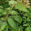 Feuillage du VIBURNUM plicatum 'Kilimandjaro'