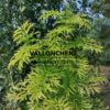 Feuillage du SAMBUCUS racemosa ‘Golden Tower’ Feuillage du SAMBUCUS racemosa ‘Golden Tower’