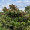 MAGNOLIA grandiflora 'Galissoniensis' en arbre