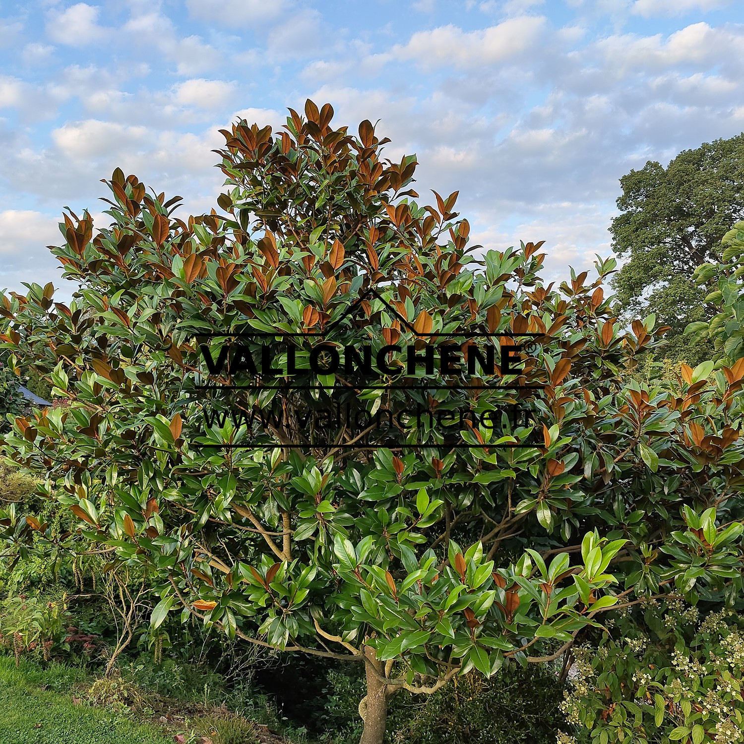 MAGNOLIA grandiflora ‘Galissoniensis’ en arbre