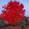 La coloration automnale d'un rouge vif de l'ACER rubrum 'Fairview Flame' à son apogée La coloration automnale d'un rouge vif de l'ACER rubrum 'Fairview Flame' à son apogée