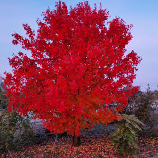 La coloration automnale d'un rouge vif de l'ACER rubrum 'Fairview Flame' à son apogée