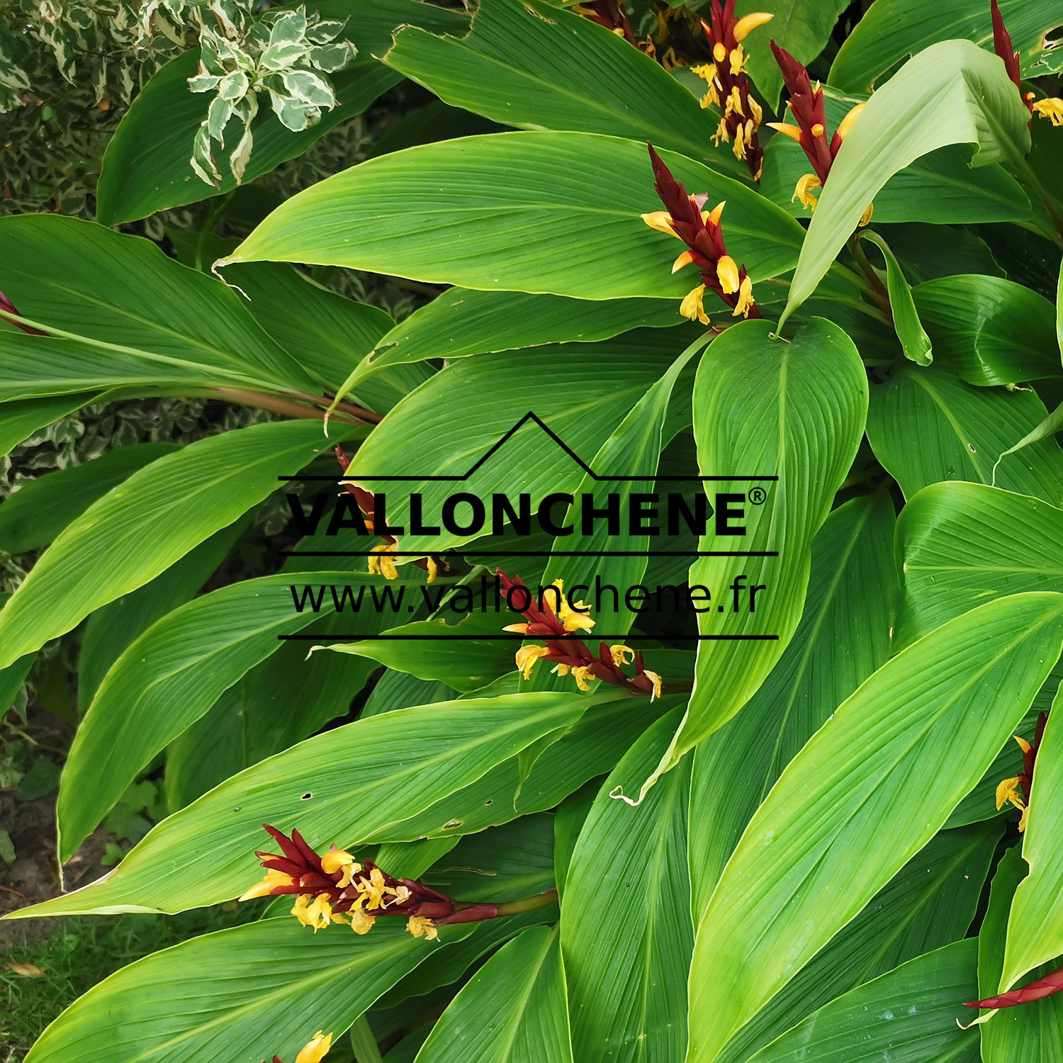 CAUTLEYA spicata, en fleurs fin juillet