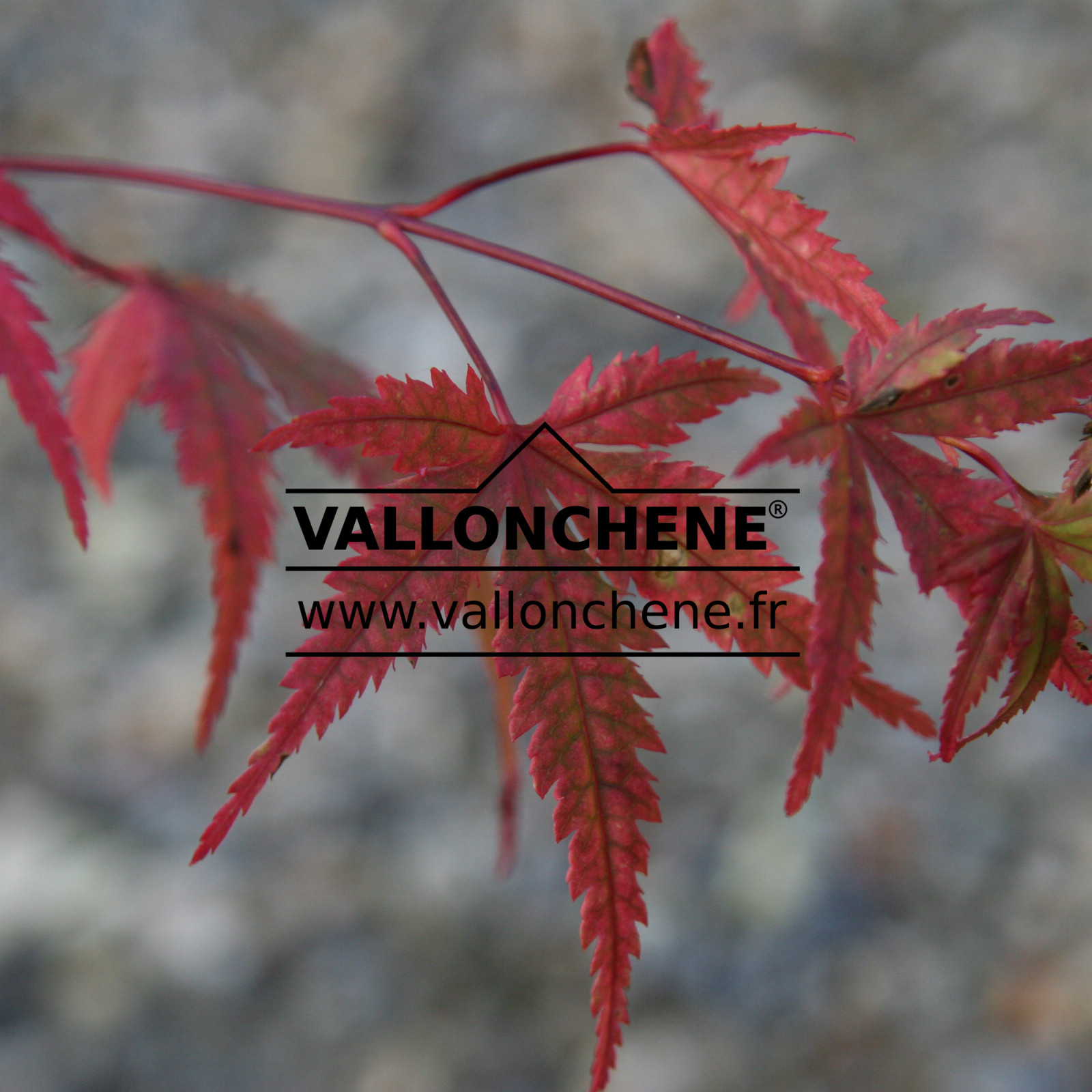 ACER palmatum ‚Maimori‘ en Novembre