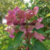 fleur du HYDRANGEA paniculata ‚Dharuma‘ en Septembre