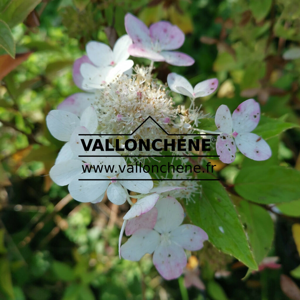 HYDRANGEA paniculata 'Confetti' (R) (Vlasveld 02) hortensia paniculé