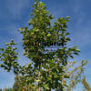 PYRUS calleryana 'Chanticleer' en été