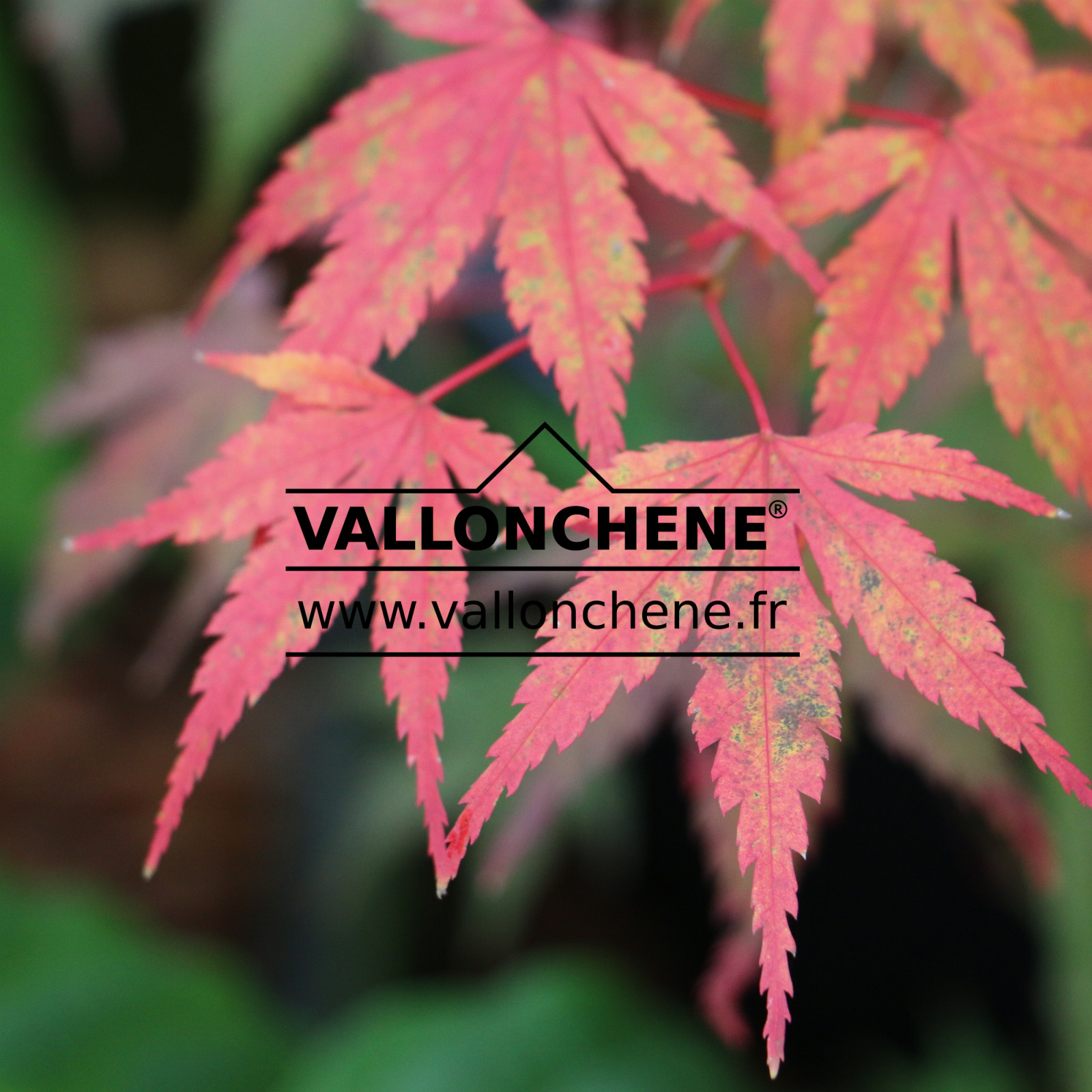 ACER palmatum 'Maimori' en Octobre