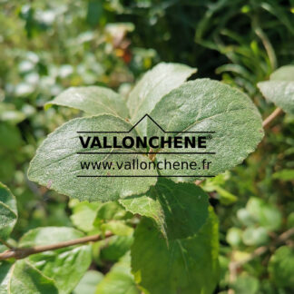 Feuillage du VIBURNUM carlcephalum
