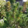 Feuillage du PINUS mugo 'Limerick'