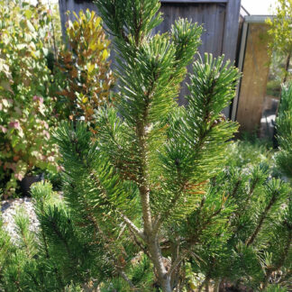 Feuillage du PINUS mugo 'Limerick'