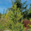 PICEA abies 'Cupressina' en septembre