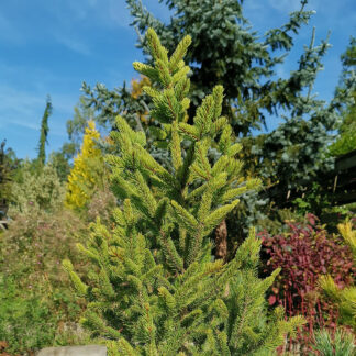 PICEA abies 'Cupressina' en septembre