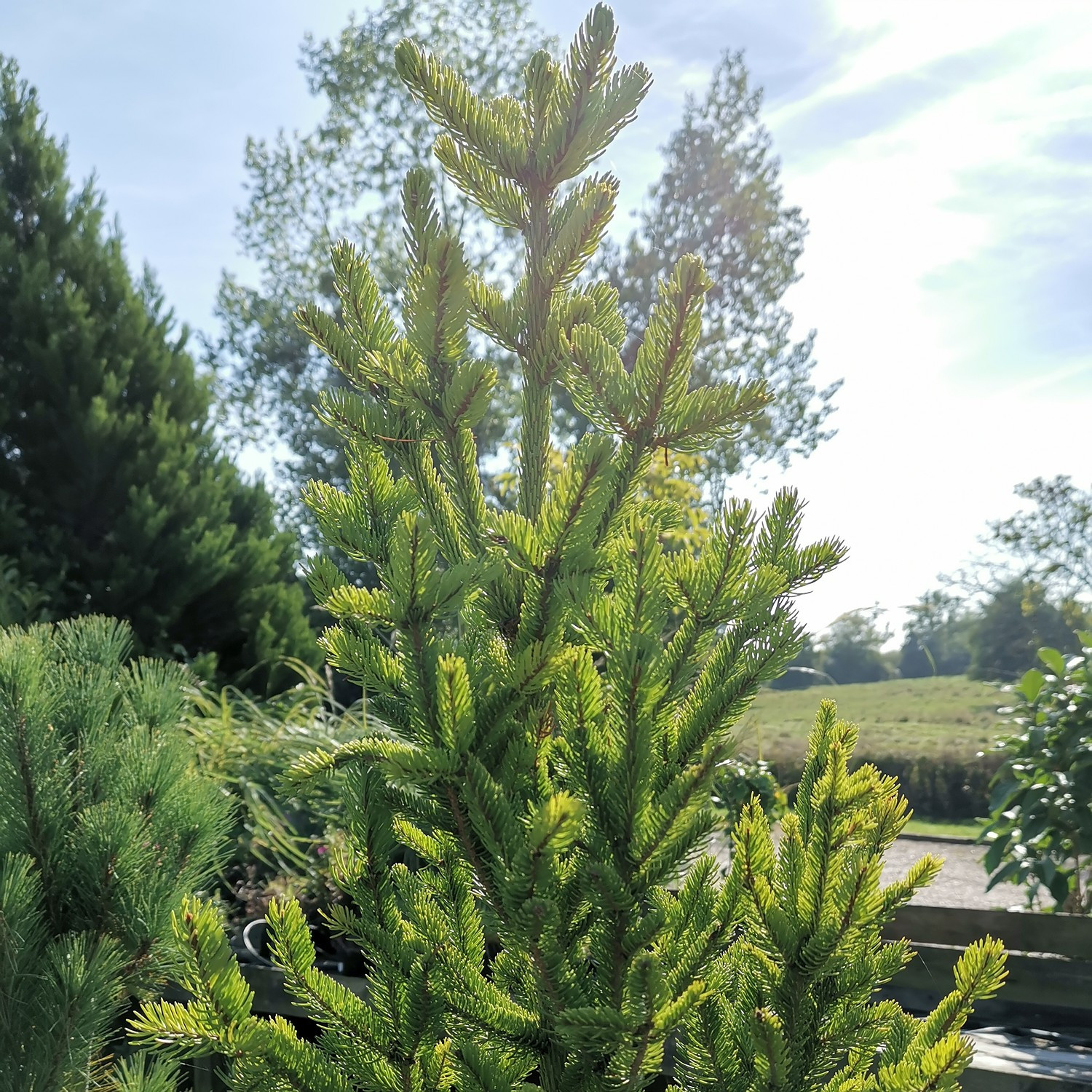 Vue d'automne de PICEA abies 'Cupressina'