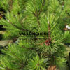 Aiguilles du PINUS mugo ‘Corley’s Mat’ en automne
