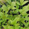 Blattwerk des NANDINA domestica 'Lemon & Lime' (Lemon and Lime)