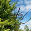 CRYPTOMERIA japonica ‘Dacrydioides’ en automne