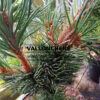 Agujas de PINUS banksiana ‘Schneverdingen’ Agujas de PINUS banksiana 'Schneverdingen'