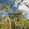 Branches de SALIX sepulcralis 'Chrysocoma'