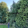 CHAMAECYPARIS lawsoniana 'Imbricata Pendula' après 20 ans