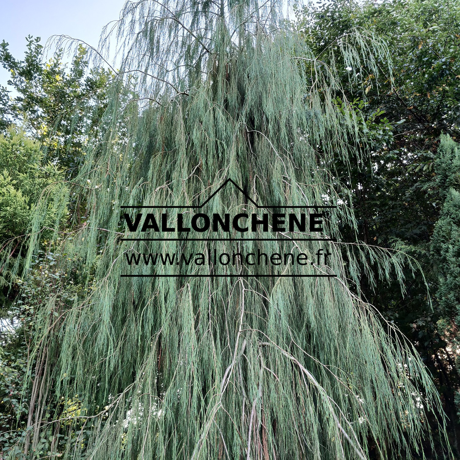 Follaje del CHAMAECYPARIS lawsoniana 'Imbricata Pendula'