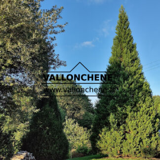 SEQUOIADENDRON giganteum 'Philip Curtis' dans le soleil d'automne