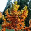 Close-up of the foliage of TAXODIUM distichum 'Pevé Minaret' in autumn