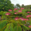 fleurs de l’ALBIZIA julibrissin