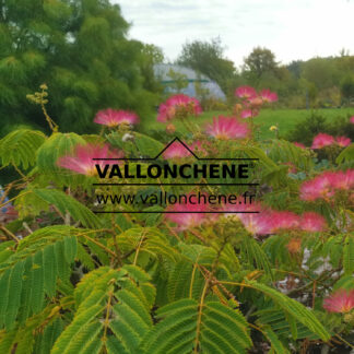 fleurs de l'ALBIZIA julibrissin