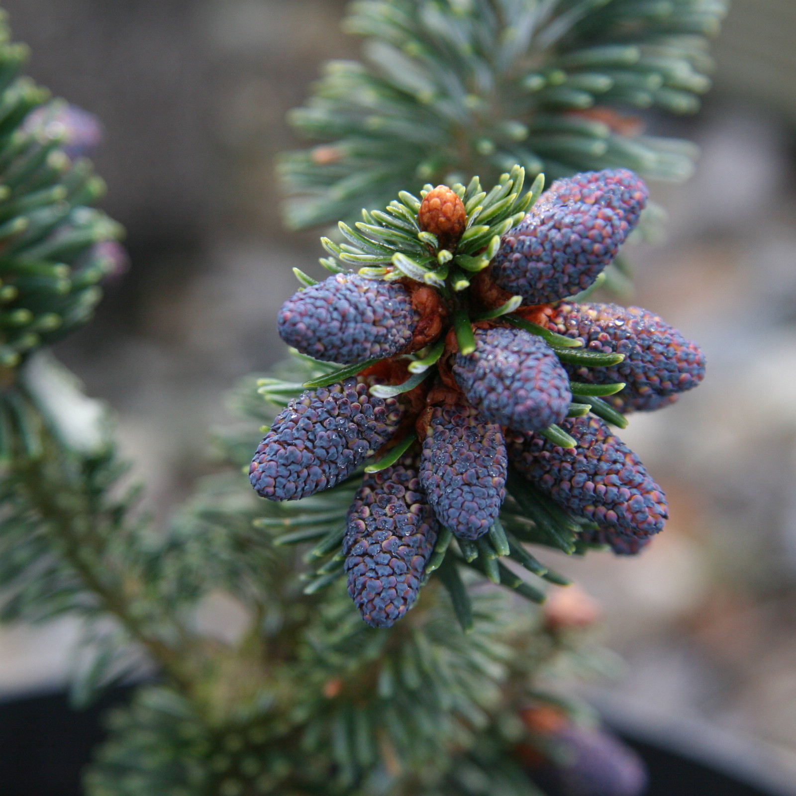 ABIES delavayi ‘Buchanan’ en Avril