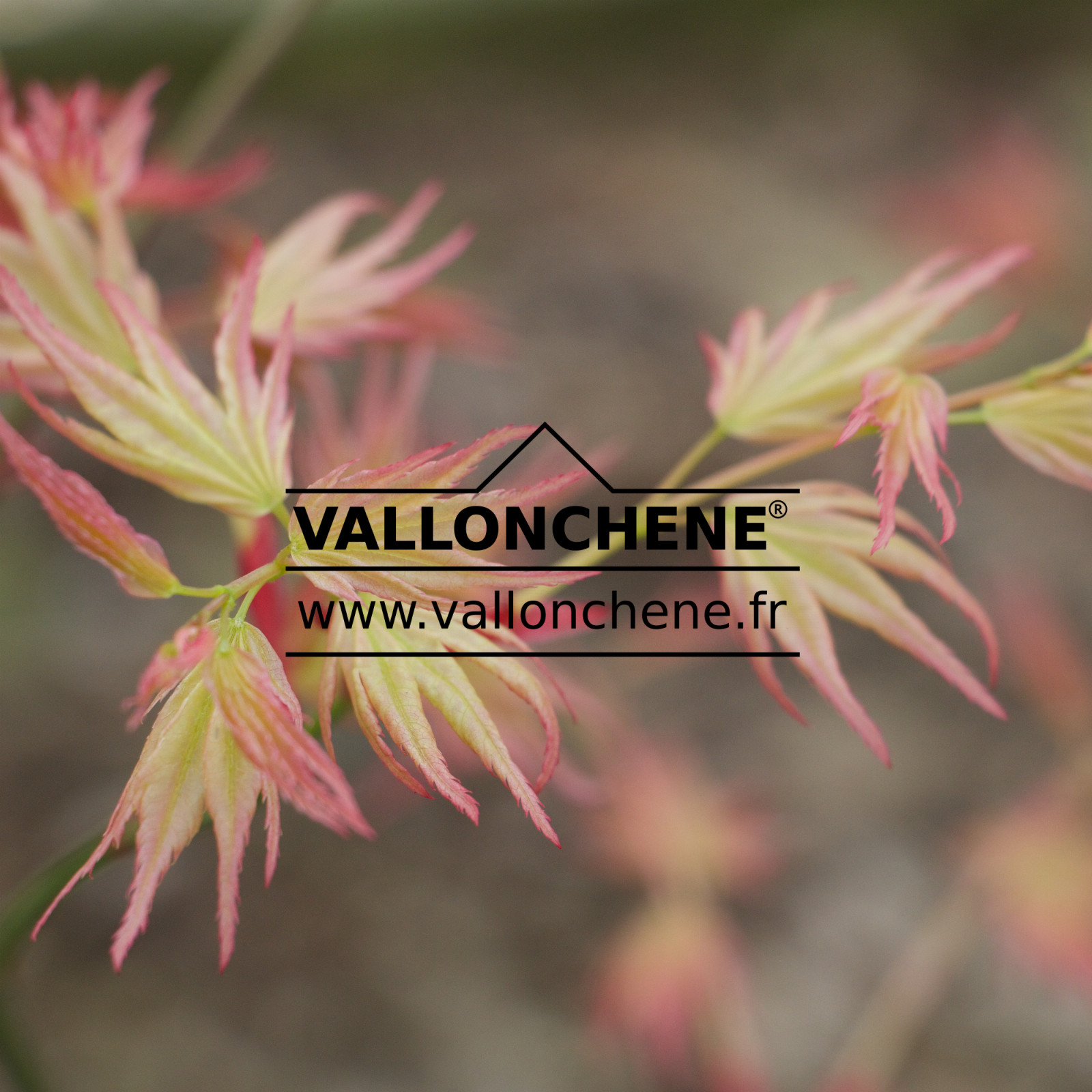 ACER palmatum ‘Momoiro Koyasan’ en Mars