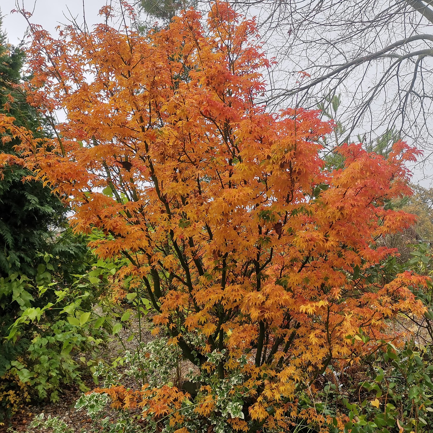 Feuillage de l'ACER palmatum 'Shishigashira' avec ses couleurs d'automne