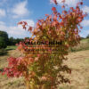 ACER palmatum mit beginnenden Herbstfarben