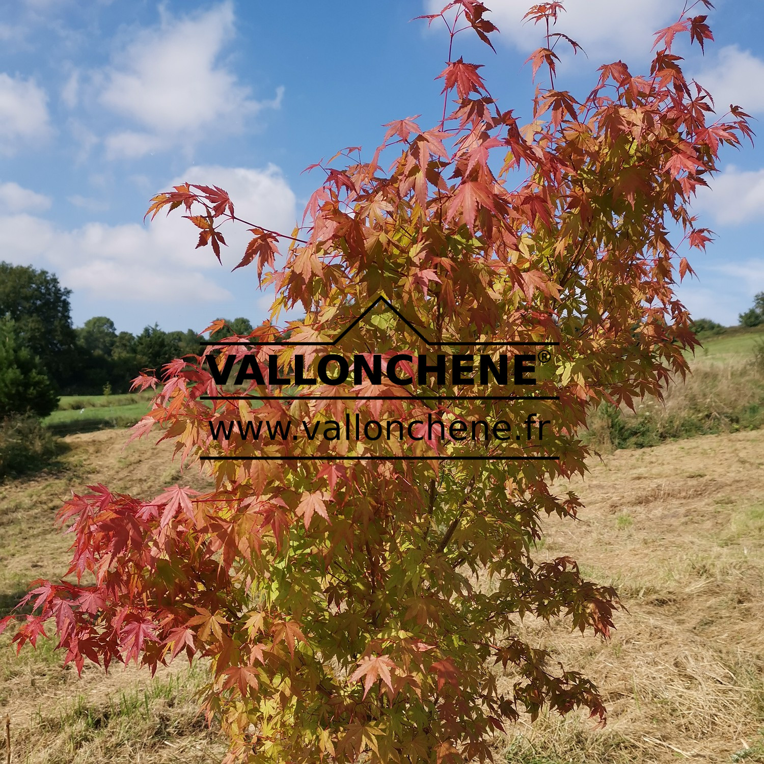 ACER palmatum avec des couleurs d'automne débutantes