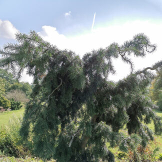 PSEUDOTSUGA menziesii 'Serpentine' avec ses branches tortueuses