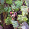 Noisette sur CORYLUS avellana 'Red Majestic'