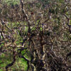 Merveilleux bois tortueux du CORYLUS avellana 'Red Majestic'