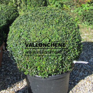 BUXUS sempervirens, boule