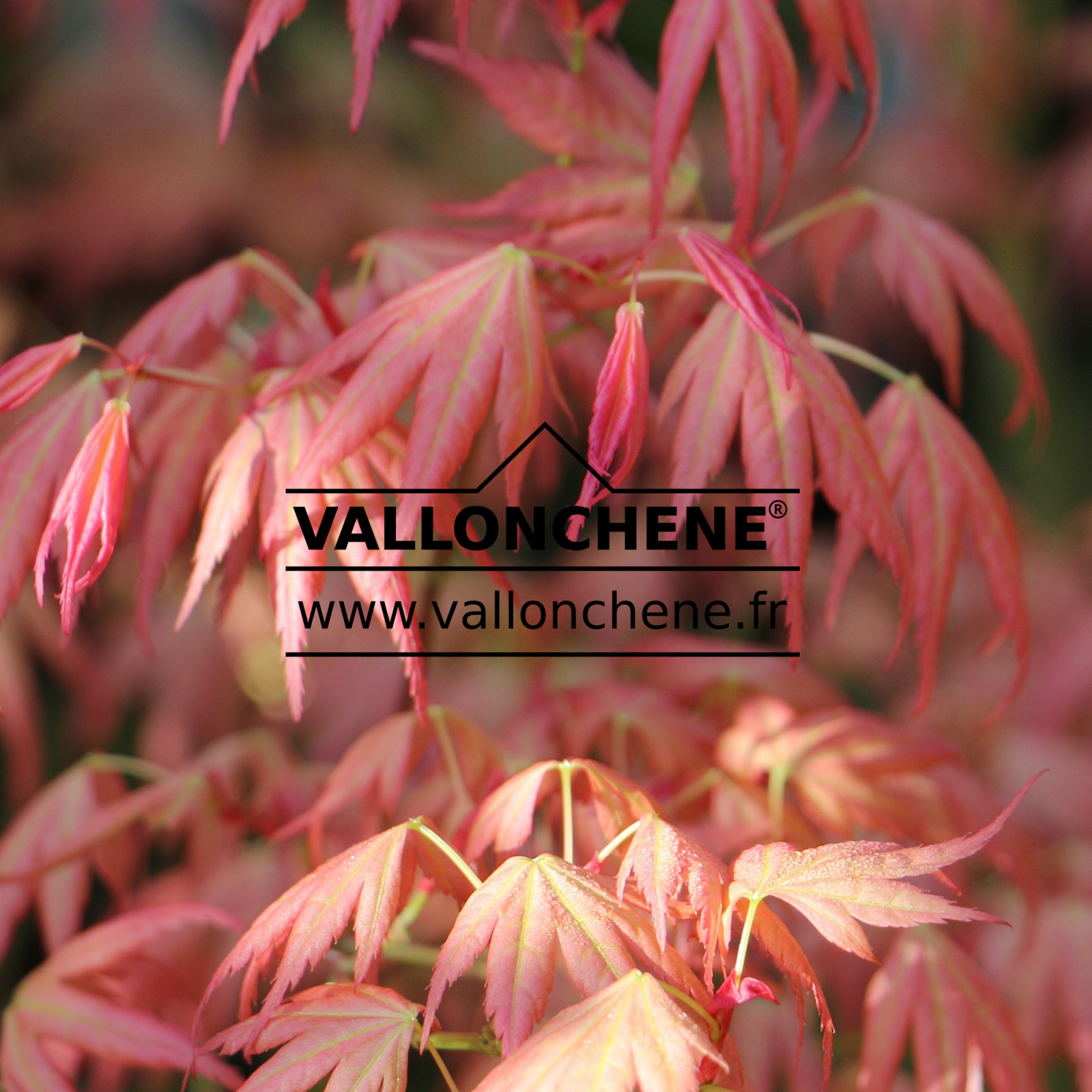 ACER palmatum 'Momoiro Koyasan' en Mai