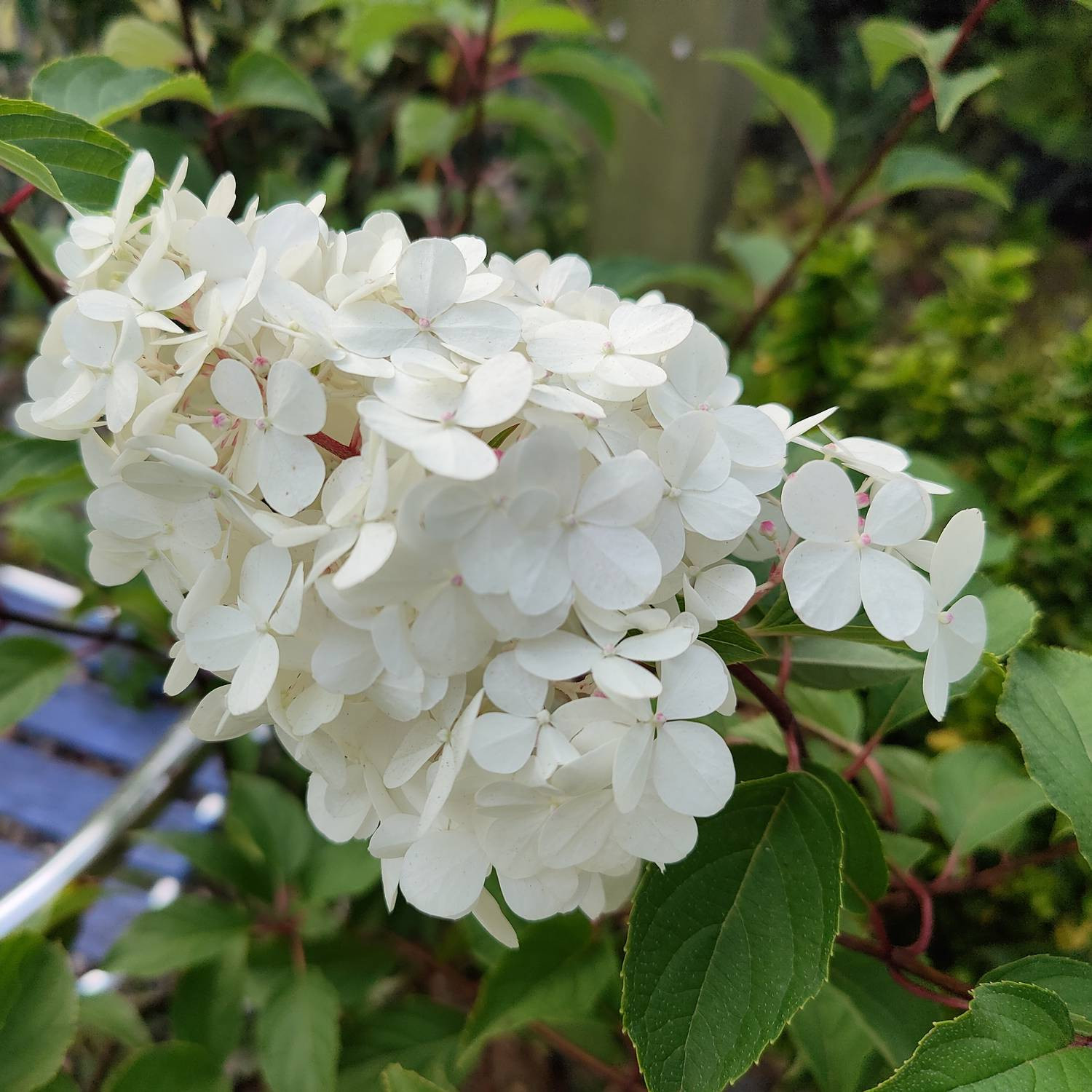 Fleurs de l’HYDRANGEA paniculata ‘Vanille Fraise’ en début de floraison