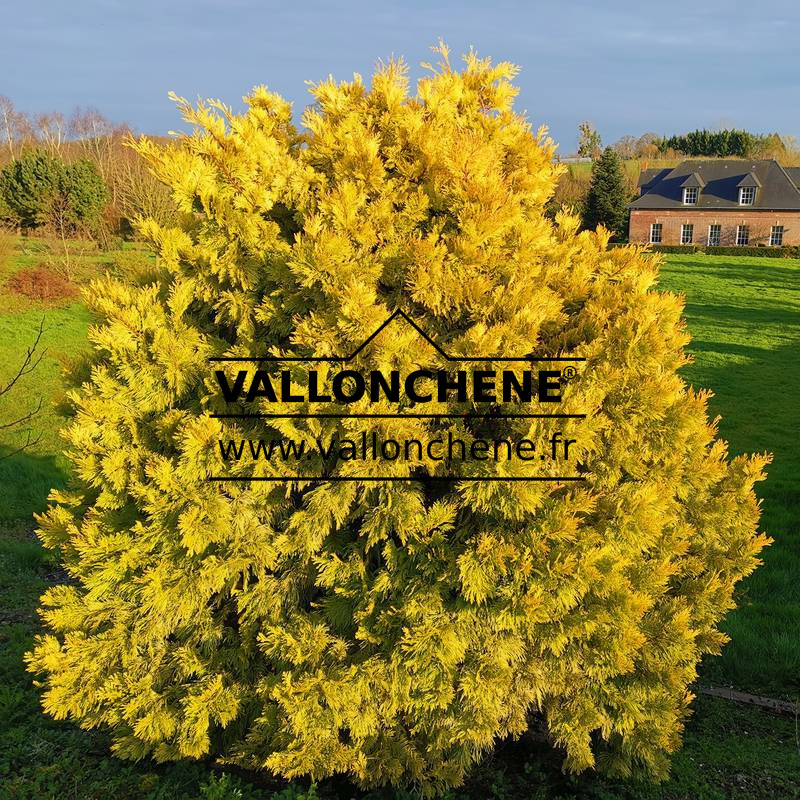 CALOCEDRUS decurrens 'Berrima Gold' avec son feuillage en couleur hivernale