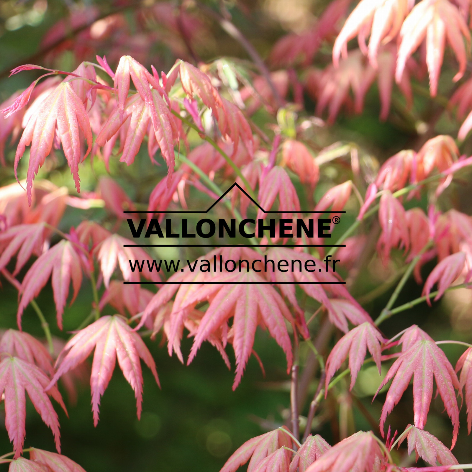 ACER palmatum ‘Momoiro Koyasan’ en Mai