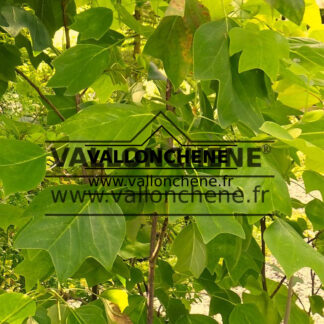 Feuillage du LIRIODENDRON tulipifera 'Glen Gold'