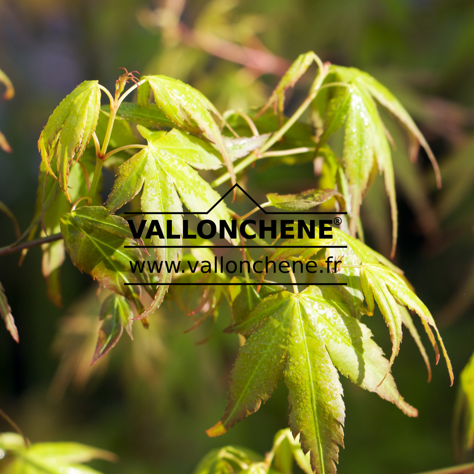 ACER palmatum ‘Muko Buchi’ en Avril