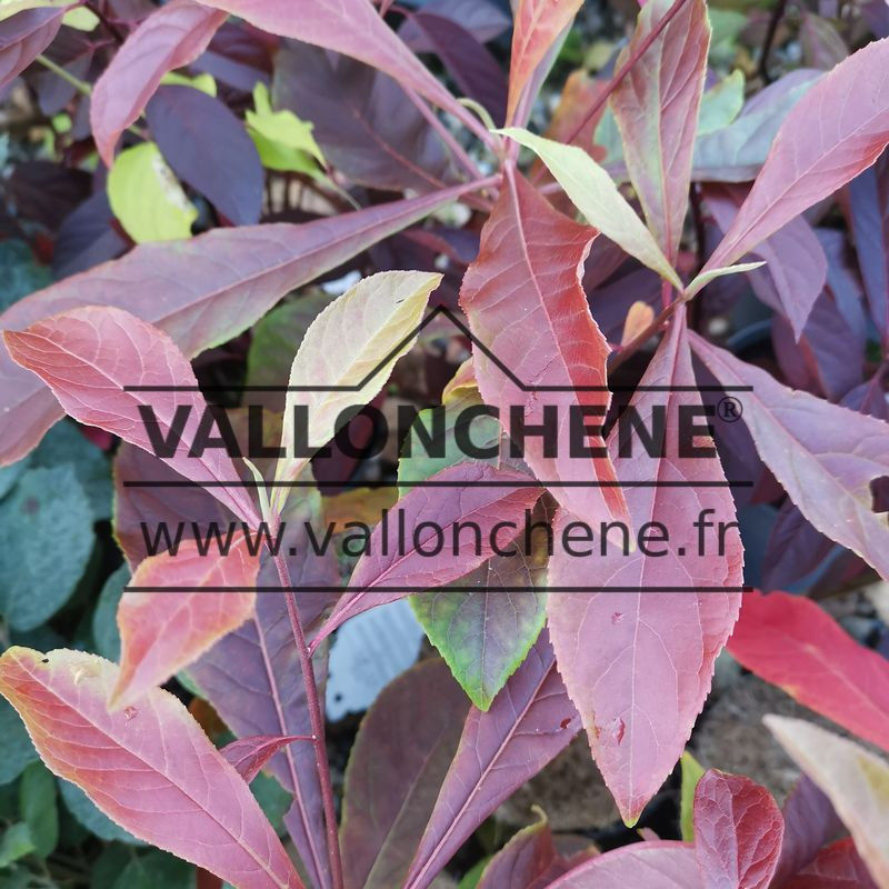 Feuillage du FRANKLINIA alatamaha avec des couleurs d’automne